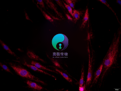 大鼠小梁網(wǎng)細(xì)胞